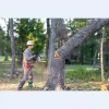 Cains Tree & Landscape