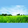 Greener Living