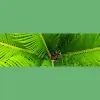 Loya Tree Service