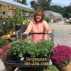 Gingerplum Property & Garden Services