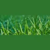 Jacob Lawn Maintenance