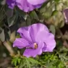 Blue Hibiscus Gardens