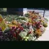 TLC Landscape