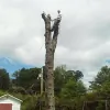 Lawson's Tree Service