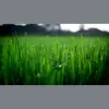 Quality Landscape