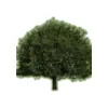 Sycamore Landscaping