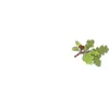 West Coast Arborists