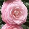 Lisenby Nursery & Outdoor