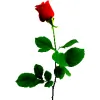 A. Rose Cleaning
