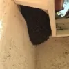 AMA Exterminating