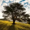 Jay & Sons Tree Service