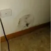 Illinois Mold Eradicator