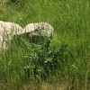 ProScape Landscaping