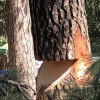 TREE SAFE