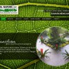 Tropical Nature