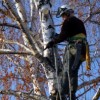 Pro Master Lawn & Tree
