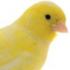 Canary Cabinets