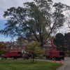 Crawford Tree & Landscape Services