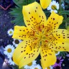 Marann Jones Garden Design