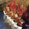 Down Home Garden