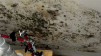 Mold Remediation