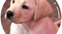 Pet Urine Smell Removal