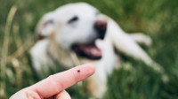 Tick Control