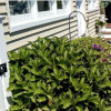 Dubon's Landscaping