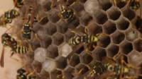 Bee Exterminator / Wasp Exterminator
