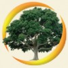 Dream Image Tree & Landscape Service