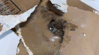 Mold Remediation